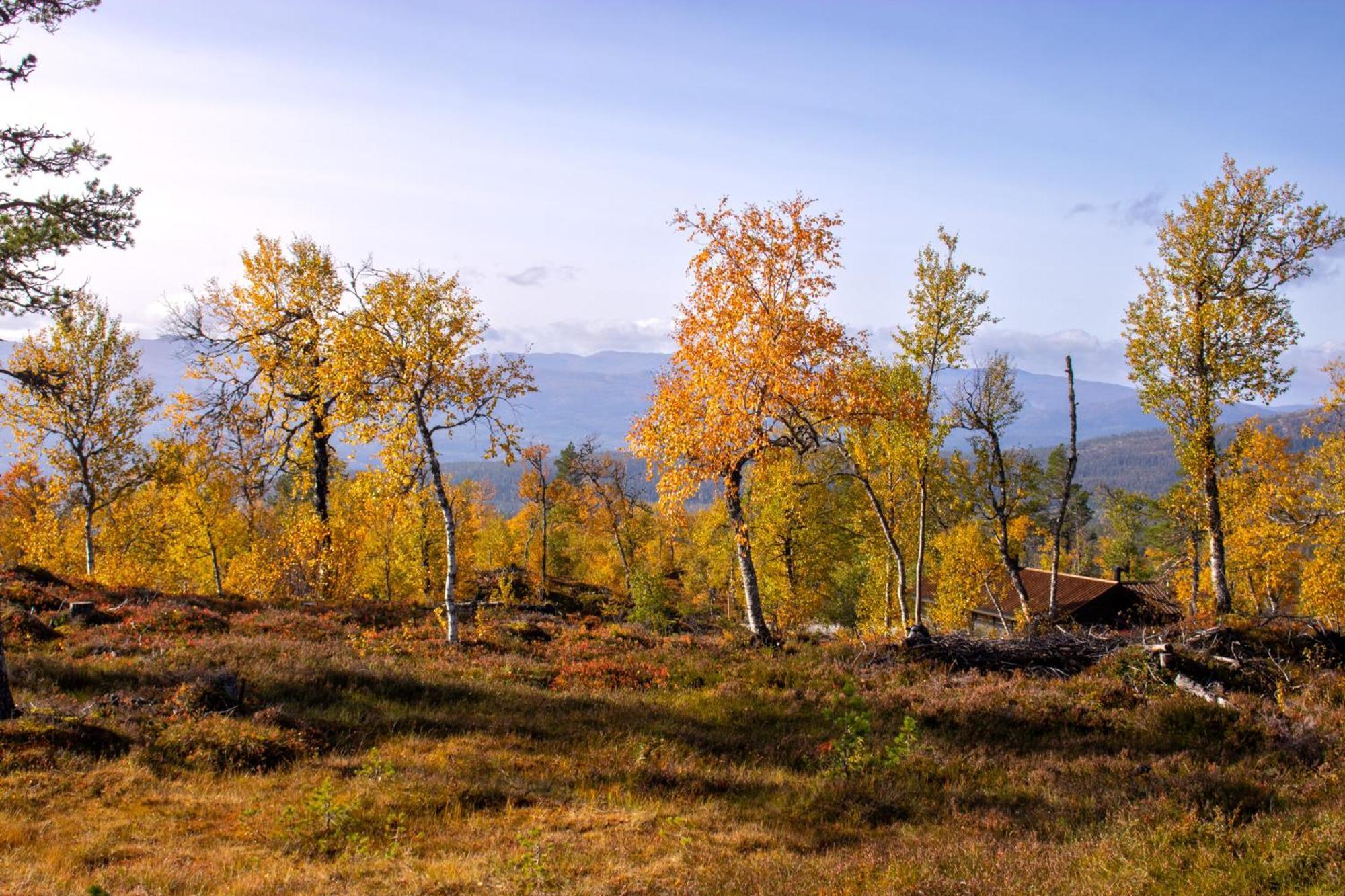 Heimstolen - At Sorbolfjell *