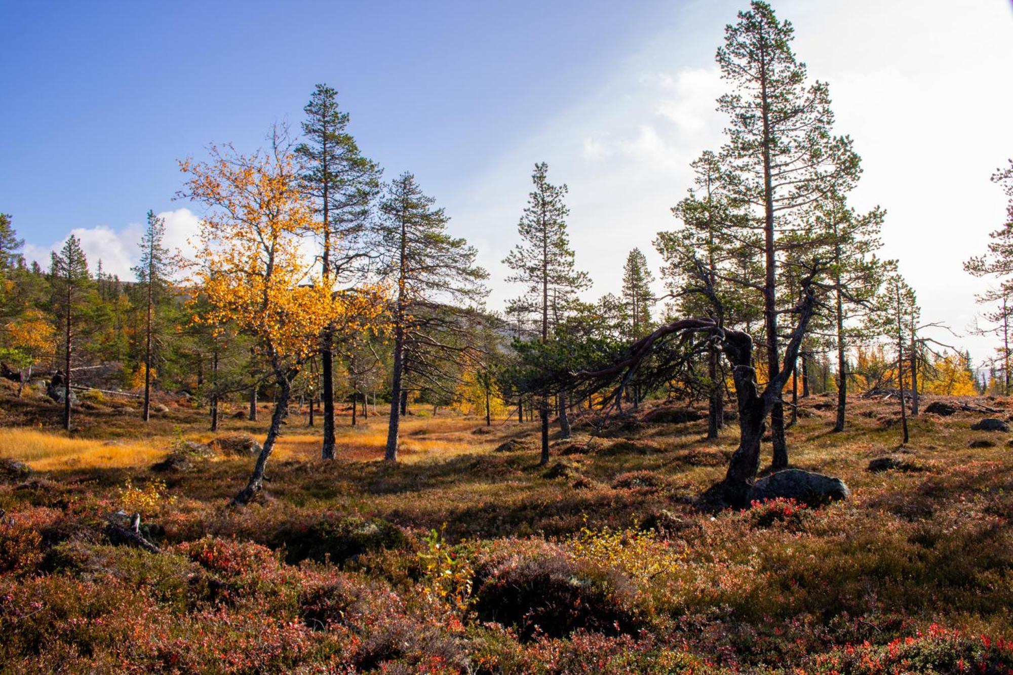 Heimstolen - At Sorbolfjell Fla